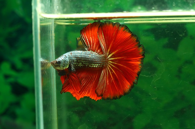 What You Should Know About the Betta Fish - Just for Fishing