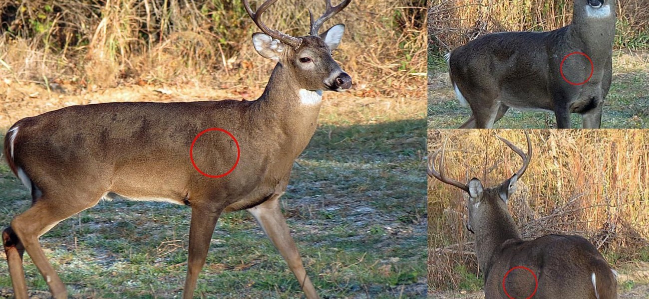 Where to Shoot a Deer? - Fishing & Hunting